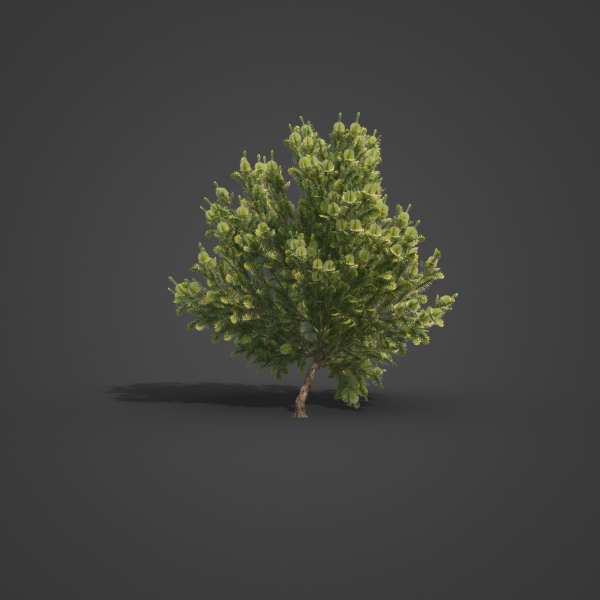 2021 PBR Green Honey Myrtle Collection - Melaleuca Diosmifolia