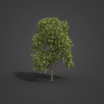 2021 PBR Green Honey Myrtle Collection - Melaleuca Diosmifolia