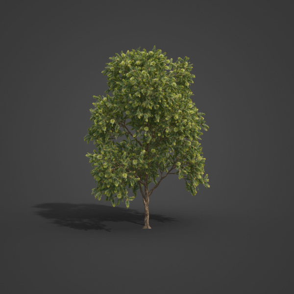 2021 PBR Green Honey Myrtle Collection - Melaleuca Diosmifolia