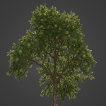 2021 PBR Green Honey Myrtle Collection - Melaleuca Diosmifolia