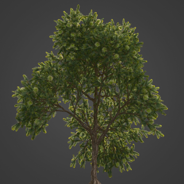 2021 PBR Green Honey Myrtle Collection - Melaleuca Diosmifolia