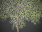 2021 PBR Green Honey Myrtle Collection - Melaleuca Diosmifolia