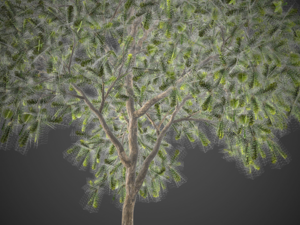 2021 PBR Green Honey Myrtle Collection - Melaleuca Diosmifolia
