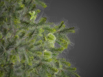 2021 PBR Green Honey Myrtle Collection - Melaleuca Diosmifolia
