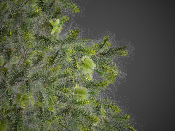2021 PBR Green Honey Myrtle Collection - Melaleuca Diosmifolia