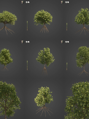 2021 PBR Green Honey Myrtle Collection - Melaleuca Diosmifolia