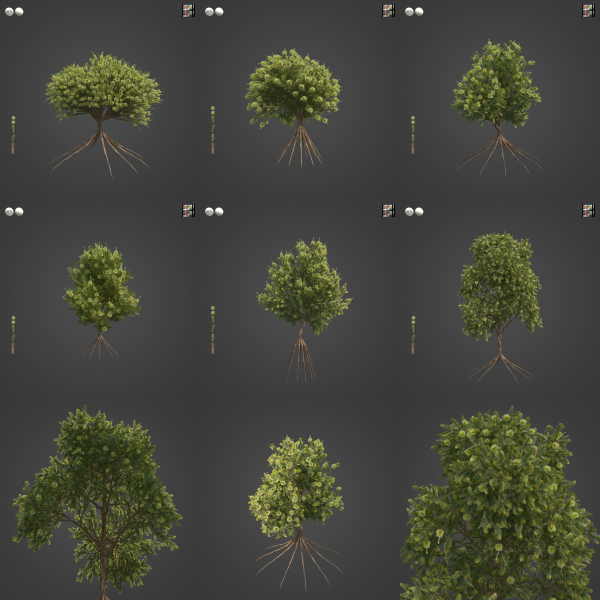 2021 PBR Green Honey Myrtle Collection - Melaleuca Diosmifolia