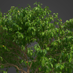 2021 PBR Guava Collection - Psidium Guayava