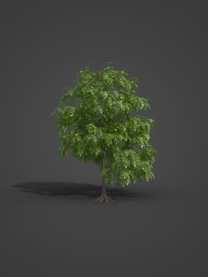 2021-pbr-jujube-collection-ziziphus-jujuba-3d-model-max-obj-fbx-ma-blend-unitypackage