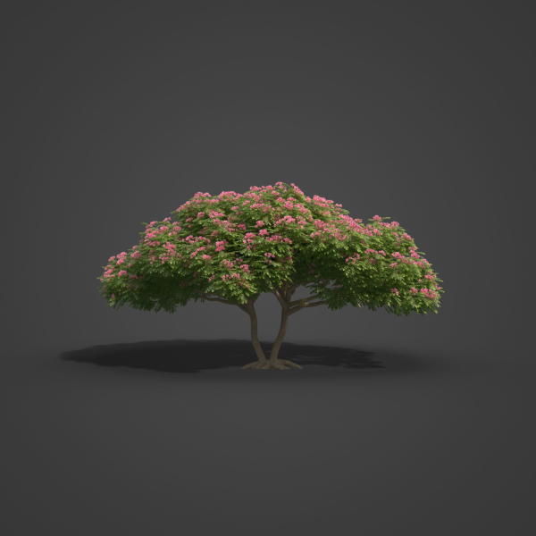 2021 PBR Monkey Pod Tree Collection - Samanea Saman