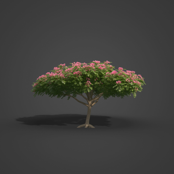 2021 PBR Monkey Pod Tree Collection - Samanea Saman