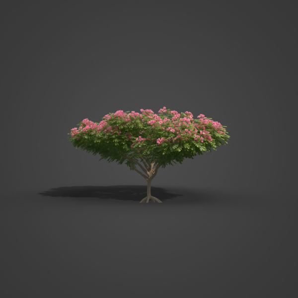 2021 PBR Monkey Pod Tree Collection - Samanea Saman