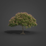 2021 PBR Monkey Pod Tree Collection - Samanea Saman