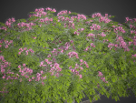 2021 PBR Monkey Pod Tree Collection - Samanea Saman