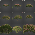 2021 PBR Monkey Pod Tree Collection - Samanea Saman