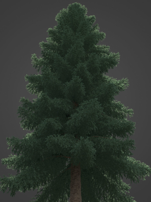 2021-pbr-white-spruce-collection-picea-glauca-3d-model-max-obj-fbx-ma-blend-unitypackage