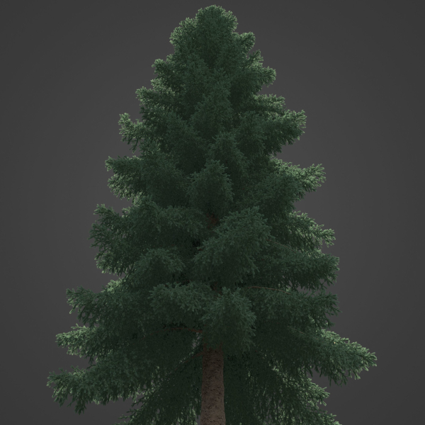 2021 PBR White Spruce Collection - Picea Glauca