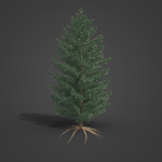 2021 PBR White Spruce Collection - Picea Glauca
