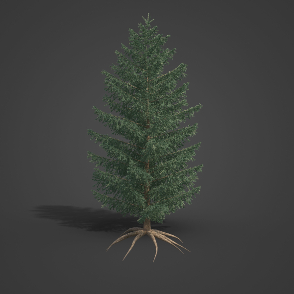 2021 PBR White Spruce Collection - Picea Glauca