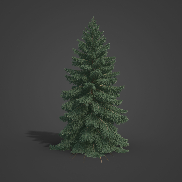 2021 PBR White Spruce Collection - Picea Glauca