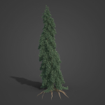 2021 PBR White Spruce Collection - Picea Glauca