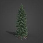 2021 PBR White Spruce Collection - Picea Glauca