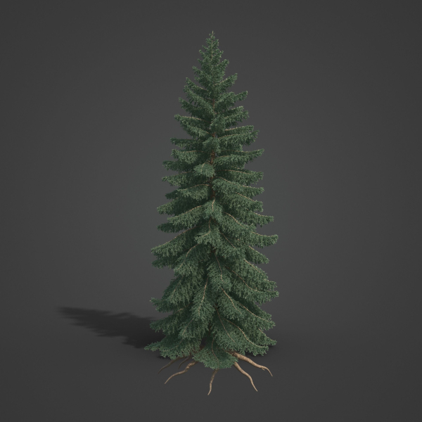 2021 PBR White Spruce Collection - Picea Glauca