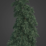 2021 PBR White Spruce Collection - Picea Glauca