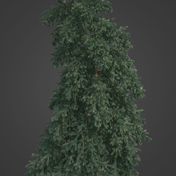 2021 PBR White Spruce Collection - Picea Glauca