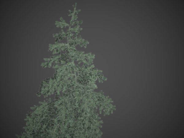2021 PBR White Spruce Collection - Picea Glauca