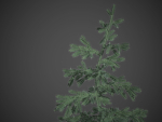 2021 PBR White Spruce Collection - Picea Glauca