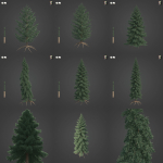 2021 PBR White Spruce Collection - Picea Glauca