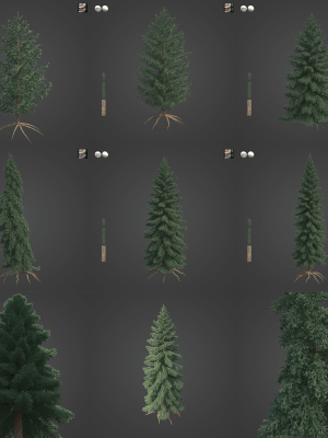 2021 PBR White Spruce Collection - Picea Glauca