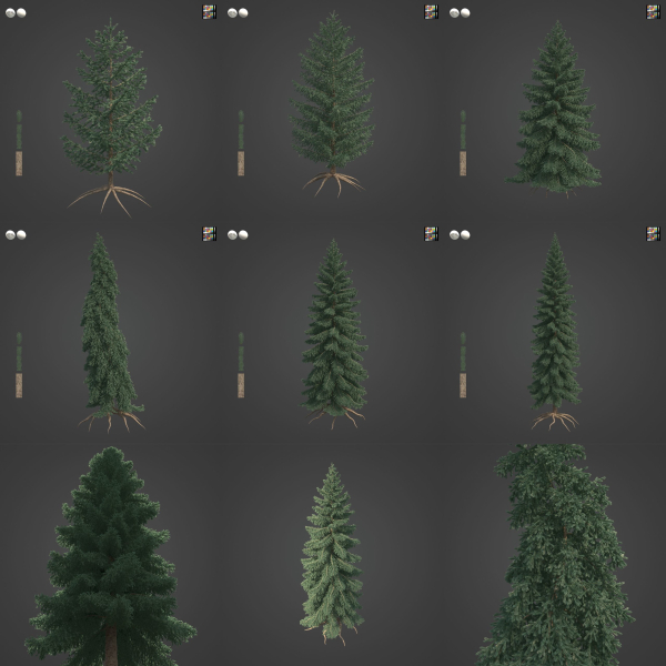 2021 PBR White Spruce Collection - Picea Glauca