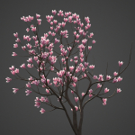 2024 - Saucer Magnolia - 6 MODELS - Magnolia Soulangeana