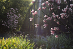 2024 - Saucer Magnolia - 6 MODELS - Magnolia Soulangeana