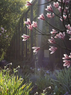 2024 - Saucer Magnolia - 6 MODELS - Magnolia Soulangeana