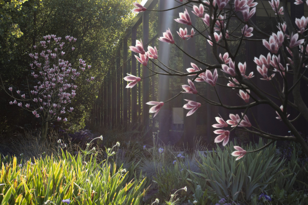 2024 - Saucer Magnolia - 6 MODELS - Magnolia Soulangeana