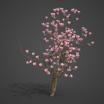 2024 - Saucer Magnolia - 6 MODELS - Magnolia Soulangeana