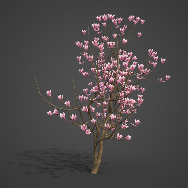2024 - Saucer Magnolia - 6 MODELS - Magnolia Soulangeana