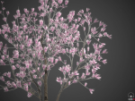 2024 - Saucer Magnolia - 6 MODELS - Magnolia Soulangeana