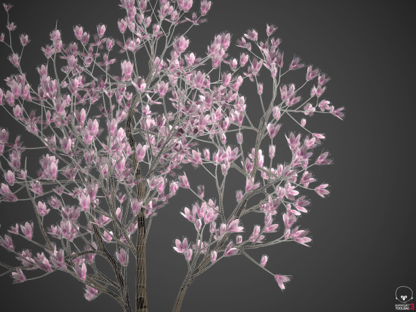 2024 - Saucer Magnolia - 6 MODELS - Magnolia Soulangeana