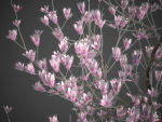 2024 - Saucer Magnolia - 6 MODELS - Magnolia Soulangeana