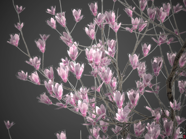 2024 - Saucer Magnolia - 6 MODELS - Magnolia Soulangeana