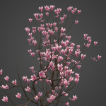 2024 - Saucer Magnolia - 6 MODELS - Magnolia Soulangeana