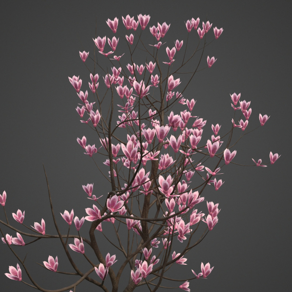 2024 - Saucer Magnolia - 6 MODELS - Magnolia Soulangeana