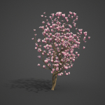 2024 - Saucer Magnolia - 6 MODELS - Magnolia Soulangeana