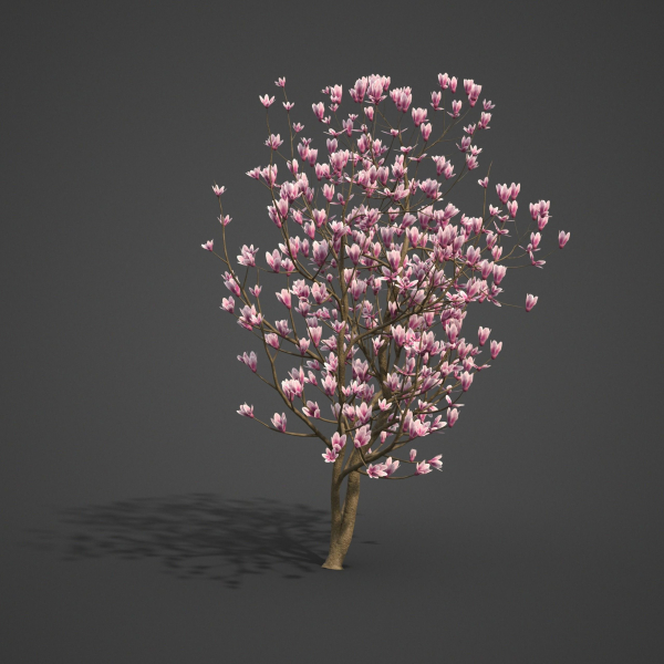 2024 - Saucer Magnolia - 6 MODELS - Magnolia Soulangeana