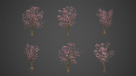 2024 - Saucer Magnolia - 6 MODELS - Magnolia Soulangeana