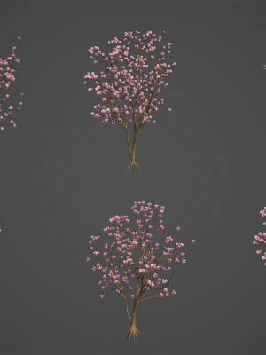 2024-saucer-magnolia-6-models-magnolia-soulangeana-3d-model-cabe549b45